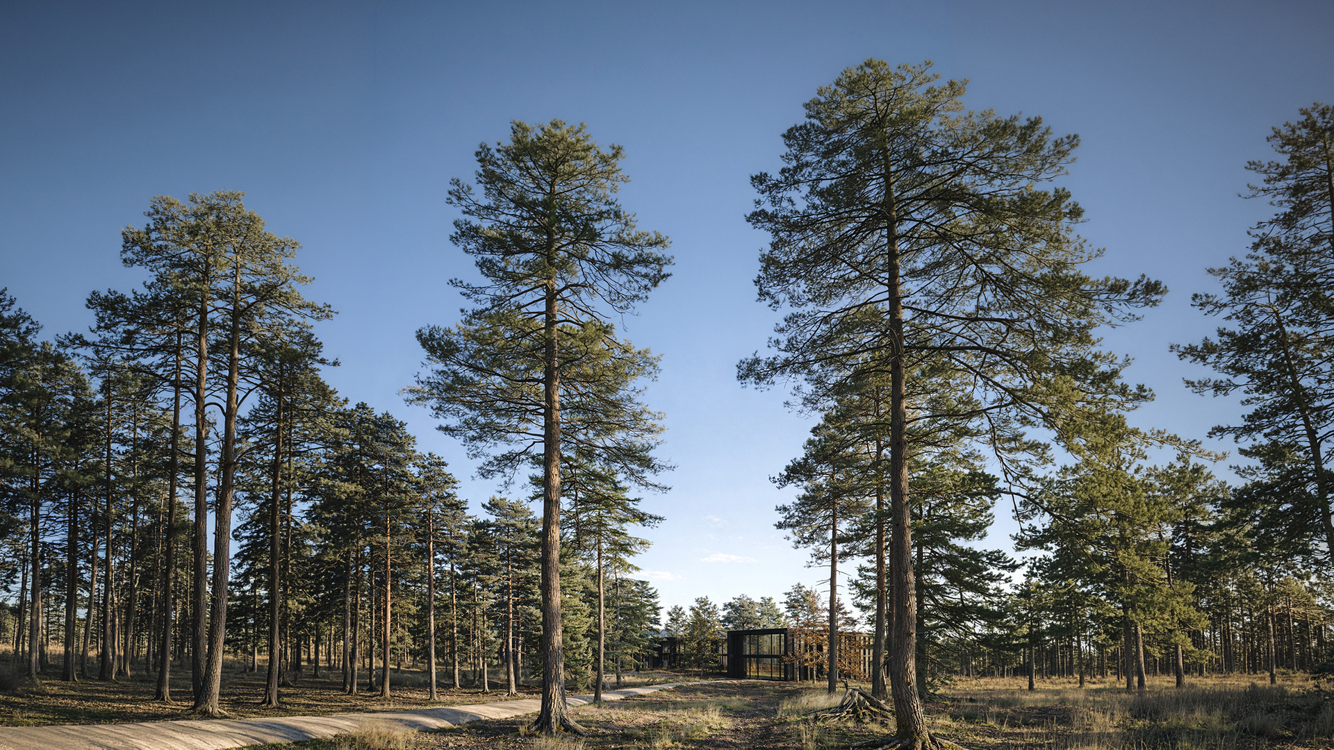 Außenvisualisierung des Sanatoriums im Wald